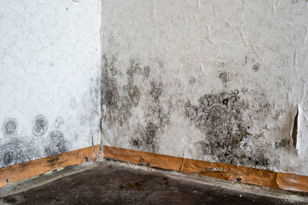 Best Same-Day Mold Removal  in St Cloud, FL